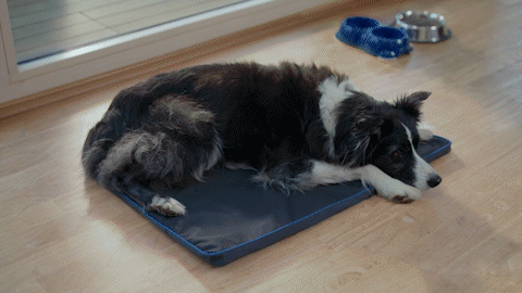 PEMF for Dogs: How does it work